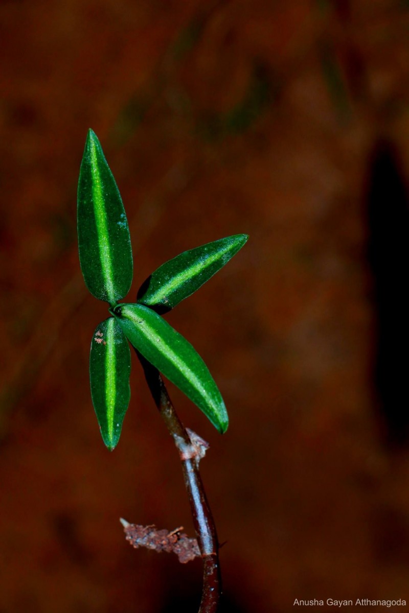 Zeuxine regia (Lindl.) Trimen